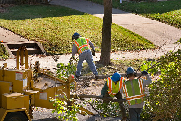 Best Affordable Tree Service  in Combe, LA